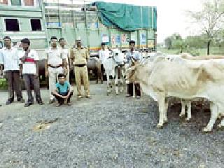 Illegal transportation of animals; Seized truck | जनावरांची अवैध वाहतूक; ट्रक जप्त