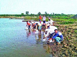 Khardisena two lakh fish seeds left in the dam! | खिर्डीसाठे धरणात सोडले दोन लक्ष मत्स्यबीज!