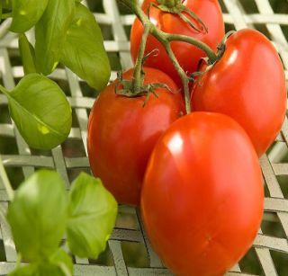 Jamner tomatoes 80kg | जामनेरला टोमॅटो 80 रुपये किलो