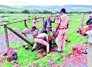 Fenced to the fence by rioters | हुल्लडबाजांकडून कासवरील कुंपण जमीनदोस्त