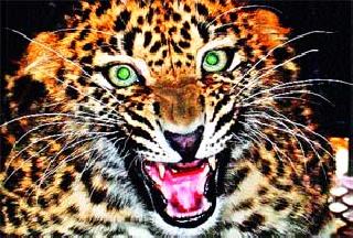 Two calf killers in leopard attack | बिबट्याच्या हल्ल्यात दोन वासरू ठार