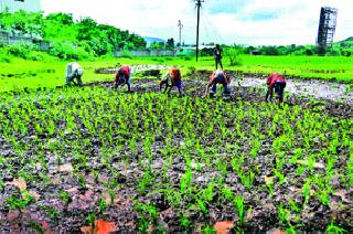 Complete the sowing of Kharipat in lakh hectare | पावणेतीन लाख हेक्टरवर खरिपाच्या पेरण्या पूर्ण