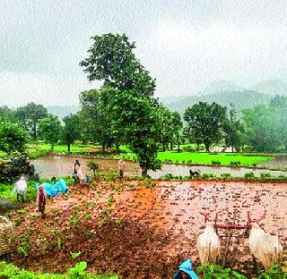 Sowing of rice in absence of rain | पावसाअभावी भाताच्या लावण्या रखडल्या