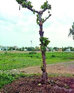 Gnanakkha pathway received from Navsanjivan! | गोरक्षण मार्गावरील वृक्षाला मिळाली नवसंजीवनी!