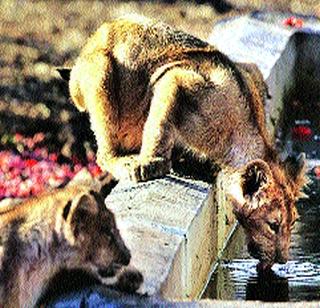 The forest department saved the lion's calf lying in the well | विहिरीत पडलेला सिंहाचा बछडा वन विभागाने वाचवला