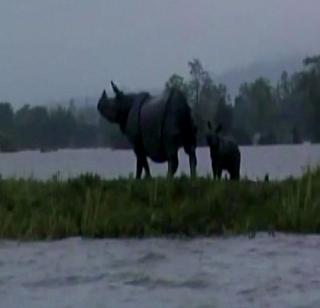 VIDEO - Assam's floodplain situation, the animals in Kaziranga came on the streets | VIDEO- आसाममध्ये पूरसदृश्य परिस्थिती,रस्त्यावर आले काझिरंगातील प्राणी