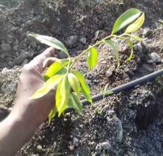 'Navsanjivi' to the forests of Satpudi | सातपुडय़ात युवांकडून वनांना ‘नवसंजीवनी’