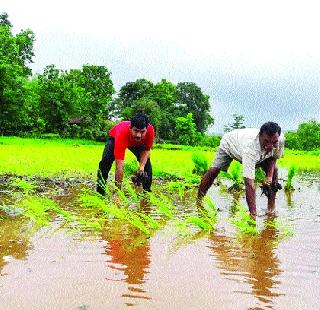 Paddy cultivation beneficial through hard work, timely planning | मेहनत, वेळेचे नियोजन करून फायदेशीर भातशेती