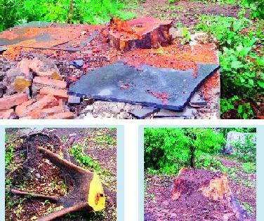 Slaughter of trees at the residence of 'SDO'! | ‘एसडीओं’च्या निवासस्थानी वृक्षांची कत्तल!