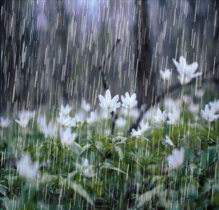 Heavy rain in the Bhusaval section, lifting crops | भुसावळ विभागात जोरदार पाऊस, पिकांना जीवदान