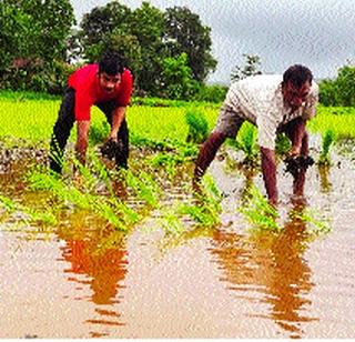 Potential Paddy cultivation by planning | नियोजन करून फायदेशीर भातशेती