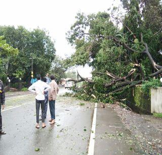 The impact of the collapse of a tree collapsed on the Mumbai-Pune national highway | मुंबई-पुणे राष्ट्रीय महामार्गावर झाड कोसळल्यानं वाहतुकीवर परिणाम