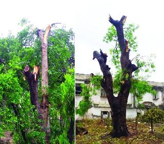 Akita's 'she' tree is illegal! | अकोटातील ‘ती’ वृक्षतोड अवैध!