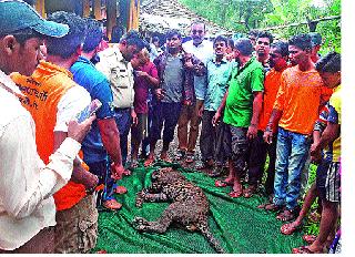 Leopard death by well in well | विहिरीत पडून बिबट्याचा मृत्यू