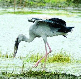 Arrival of migratory birds in Vasaiet | वसईत स्थलांतरित पक्ष्यांचे आगमन