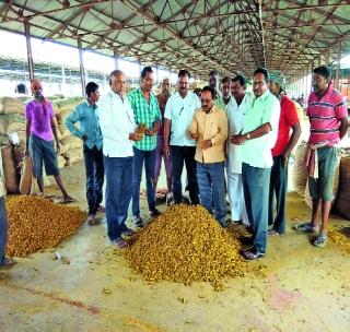 Reddish turmeric purchase process in Washim | वाशिममध्ये हळद खरेदी प्रक्रिया पूर्ववत