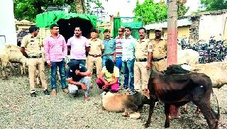 The two goats carrying bulls for slaughter | कत्तलीसाठी बैलांना नेणारे दोघे गजाआड