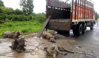 20 animal deaths while transporting | वाहतूक करताना २० जनावरांचा मृत्यू