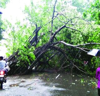 The collapsed tree on Roha-Kolad road | रोहा-कोलाड रस्त्यावर कोसळले झाड