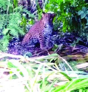 Fear of the villagers; Leopard bitch! | गावकऱ्यांची घाबरगुंडी; बिबट्या बिनधास्त!