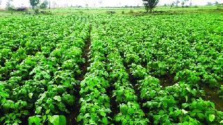 Due to rain in the Washim area, the crops are Sanjivani! | वाशिम परिसरात पावसामुळे पिकांना संजीवनी!