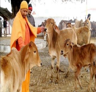 Prasad, a sweet made of milk made in temples in UP | यूपीतील मंदिरांमध्ये मिळणार दूधापासून बनवलेल्या मिठाईचा प्रसाद