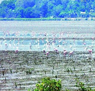 Participants crowd to see flamingos in Uran | उरणमध्ये फ्लेमिंगोंचे थवे पाहण्यासाठी पक्षिप्रेमींची गर्दी