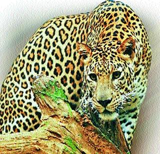 Forest department's hands built after leopard! | बिबट्यापुढे वन विभागाचेच हात बांधलेले!