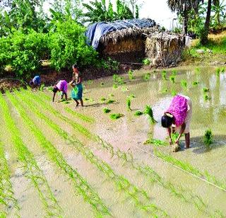 Percentage of rain and labor will decide | पाऊस अन् मजूरच ठरवणार टक्केवारी