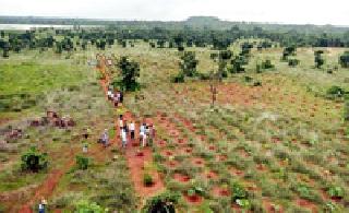 Gondia forests produce 80 percent of the plantation | गोंदिया वनविभागात ८० टक्के रोपटी जिवंत