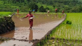 Mountain Route | डोंगर उताराला भात लागणी जोमात