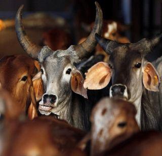 46 cows died in animal protection in Andhra Pradesh | आंध प्रदेशातील पशु संरक्षण केंद्रातील 46 गायींचा मृत्यू