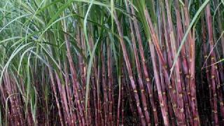 Despite the good prices of sugar, the factories are giving low prices to the sugarcane | साखरेचा चांगला भाव असूनही कारखाने देत आहेत ऊसाला कमी भाव