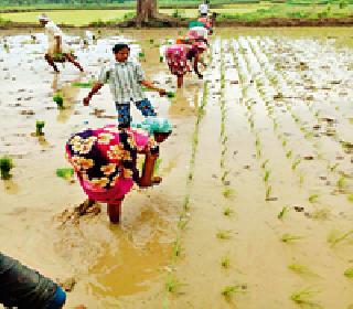 25 farmers will get benefit of 'Shree' method | २५ शेतकऱ्यांना मिळणार ‘श्री’ पद्धतीचा लाभ