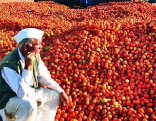 Lassalgaon Tomato Rs 80 Kg | लासलगावी टमाटे ८० रु. किलो