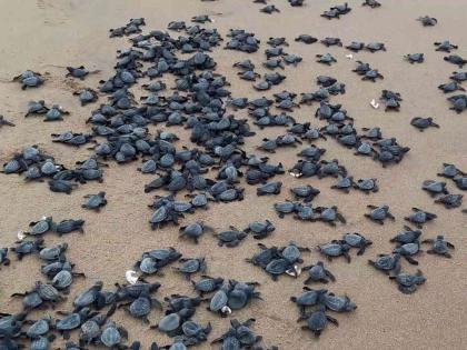 260 Olive Ridley, Green Sea again at sea | 260 ऑलिव्ह रिडले, ग्रीन सी पुन्हा समुद्रात