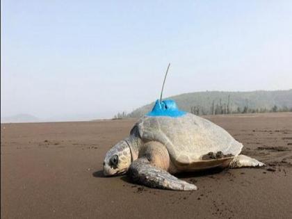 Satellite tagged Vanashree turtles in contact, released into the sea six months ago | सॅटेलाईट टॅगिंग केलेले ‘वनश्री’ कासव संपर्कात, सहा महिन्यापूर्वी सोडले होते समुद्रात