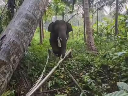 the elephant omkar continues to roam in ugva village | उगवे गावात 'ओंकार' हत्तीचा धुमाकूळ सुरूच; शेतातील मळ्यात भातशेती, कवाथे, सुपारी, केळीचे नुकसान