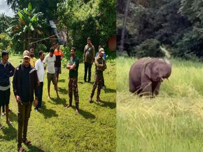 Omkar elephant creates terror on Goa, Sindhudurg border | 'ओंकार' हत्तीची दहशत, शेतकरी भीतीच्या छायेत; सिंधुदुर्ग, गोव्यात घालतोय थैमान