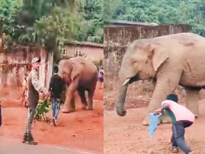 Sindhudurg: कळणेत ओंकारची एंट्री, वन विभागाची डोकेदुखी वाढली; हत्तीबाधित गावातील ग्रामस्थ, शेतकरी भयभीत