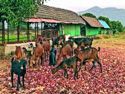 Onion grown animal feed | कांदा झाला जनावरांचे खाद्य