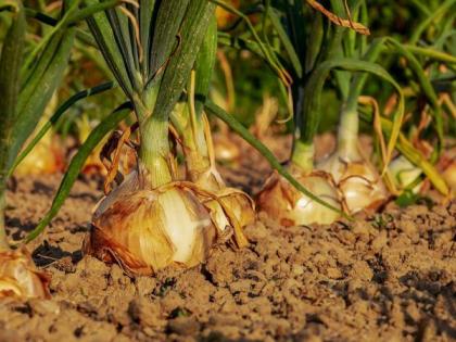 Keep this year's onion carefully; From one and a half thousand to three thousand seeds, the area also decreased! | यंदाचाच कांदा ठेवा जपून; बियाणे दीड हजारावरून तीन हजारांवर, क्षेत्रही घटले!