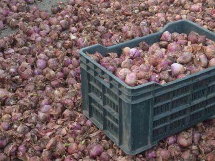 Onion arrives in Nagpur, quality deteriorates | नागपुरात कांद्याची आवक वाढली, दर्जा निकृष्ट