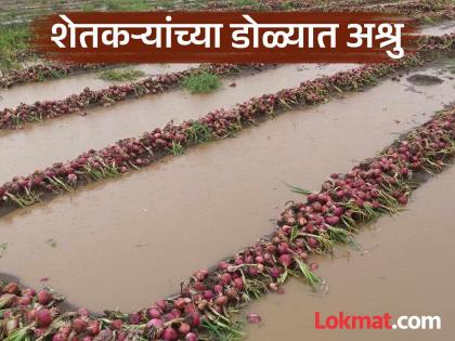 Four months of hard work turned into mud in eight days; Rain damages onions, tears in farmers eyes | चार महिन्यांच्या कष्टाचा आठ दिवसांत चिखल; कांद्याच्या नुकसानीने शेतकऱ्यांच्या डोळ्यात अश्रु Four months of hard work turned into mud in eight days; Rain damages onions, tears in farmers eyes | चार महिन्यांच्या कष्टाचा आठ दिवसांत चिखल; कांद्याच्या नुकसानीने शेतकऱ्यांच्या डोळ्यात अश्रु