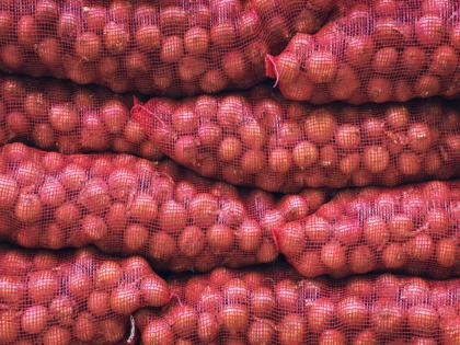 चीन अन् पाकिस्तानमुळे शेतकरी संकटात;  कांद्याची आखातातील निर्यात ४०% घसरली