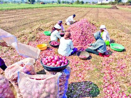 Alleviate farmers' worries; E-crop sowing condition relaxed for onion subsidy | शेतकऱ्यांची चिंता दूर; कांदा अनुदानासाठी ई-पीक पेऱ्याची अट शिथिल