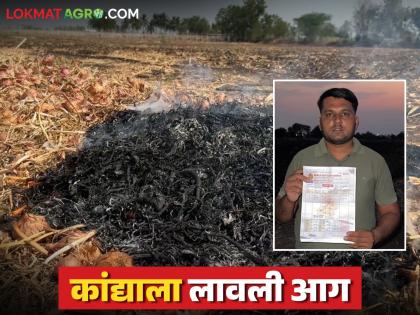 100 bags of onions fetched Rs 1,400; Desperate farmer sets 2 acres of onions on fire | १०० गोणी कांद्याला मिळाले १४०० रुपये; हतबल झालेल्या शेतकऱ्याने २ एकरातील कांदा दिला पेटवून 100 bags of onions fetched Rs 1,400; Desperate farmer sets 2 acres of onions on fire | १०० गोणी कांद्याला मिळाले १४०० रुपये; हतबल झालेल्या शेतकऱ्याने २ एकरातील कांदा दिला पेटवून