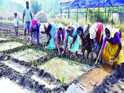 Planting of white onions in one thousand hectare area | पांढऱ्या कांद्याची एक हजार हेक्टर क्षेत्रात लागवड