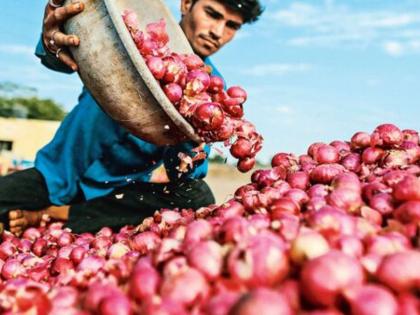 Onion Price: Unseasonal weather hits agriculture, onion prices likely to increase | Onion Price: अवकाळीचा शेतीला फटका, कांद्याच्या दरात वाढ होण्याची शक्यता Onion Price: Unseasonal weather hits agriculture, onion prices likely to increase | Onion Price: अवकाळीचा शेतीला फटका, कांद्याच्या दरात वाढ होण्याची शक्यता
