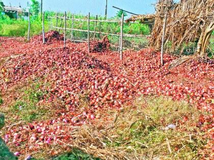 Onion Turner The onion stored is started to rot | कांदा उत्पादक अडचणीत; साठवलेला कांदा सडण्यास सुरुवात